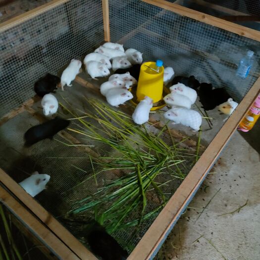 漳州荷兰鼠