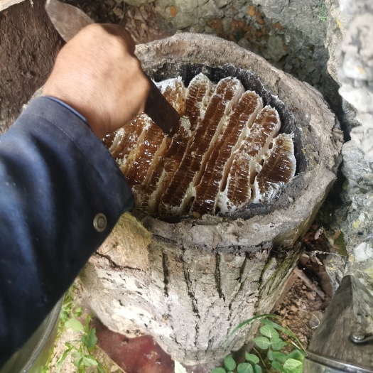 甘洛县凉山百花蜜药蜜