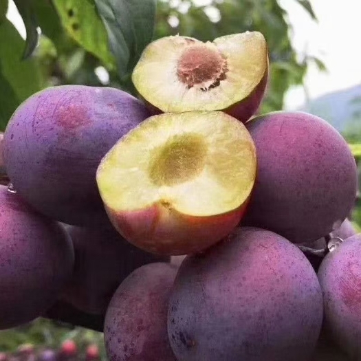 叙永县翠红李