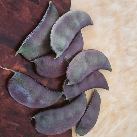 东台市紫扁豆