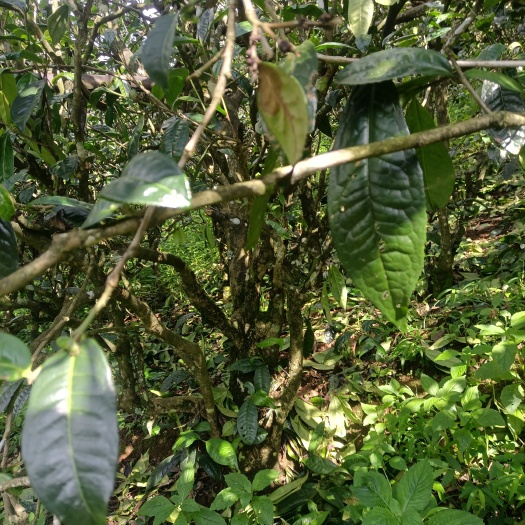 镇康县普洱  岩子头秋茶