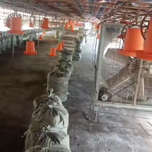 英德市鸡肥料