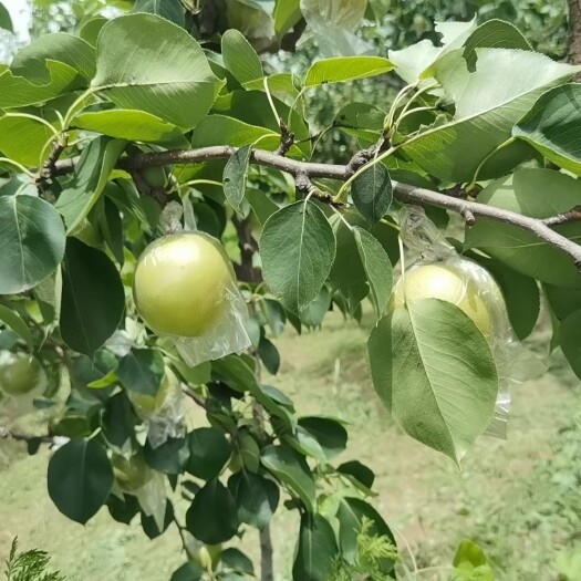 泊头市皇冠梨
