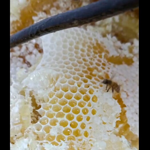 宁波高山蜂蜜