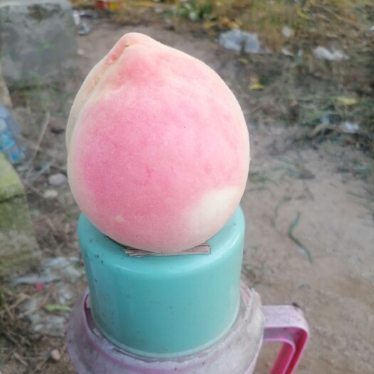 新泰市永莲蜜桃