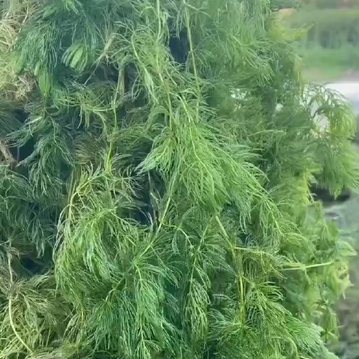 怀远县优质金鱼藻全年销售