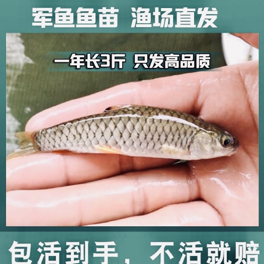 佛山（正品优质）军鱼苗渔场直供 技术指导 存活率保障 全国发货