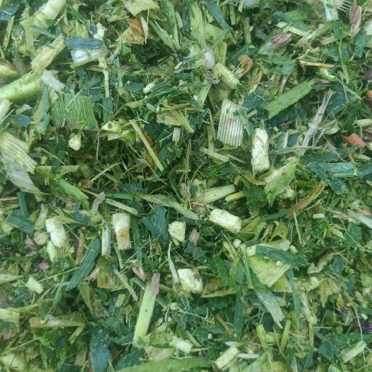 忻州嫩油油的甜糯玉米秸秆