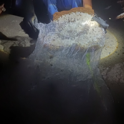 杭州蜂蛹老蜂