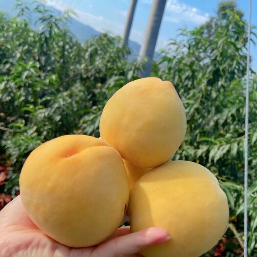 屏山县应季水果