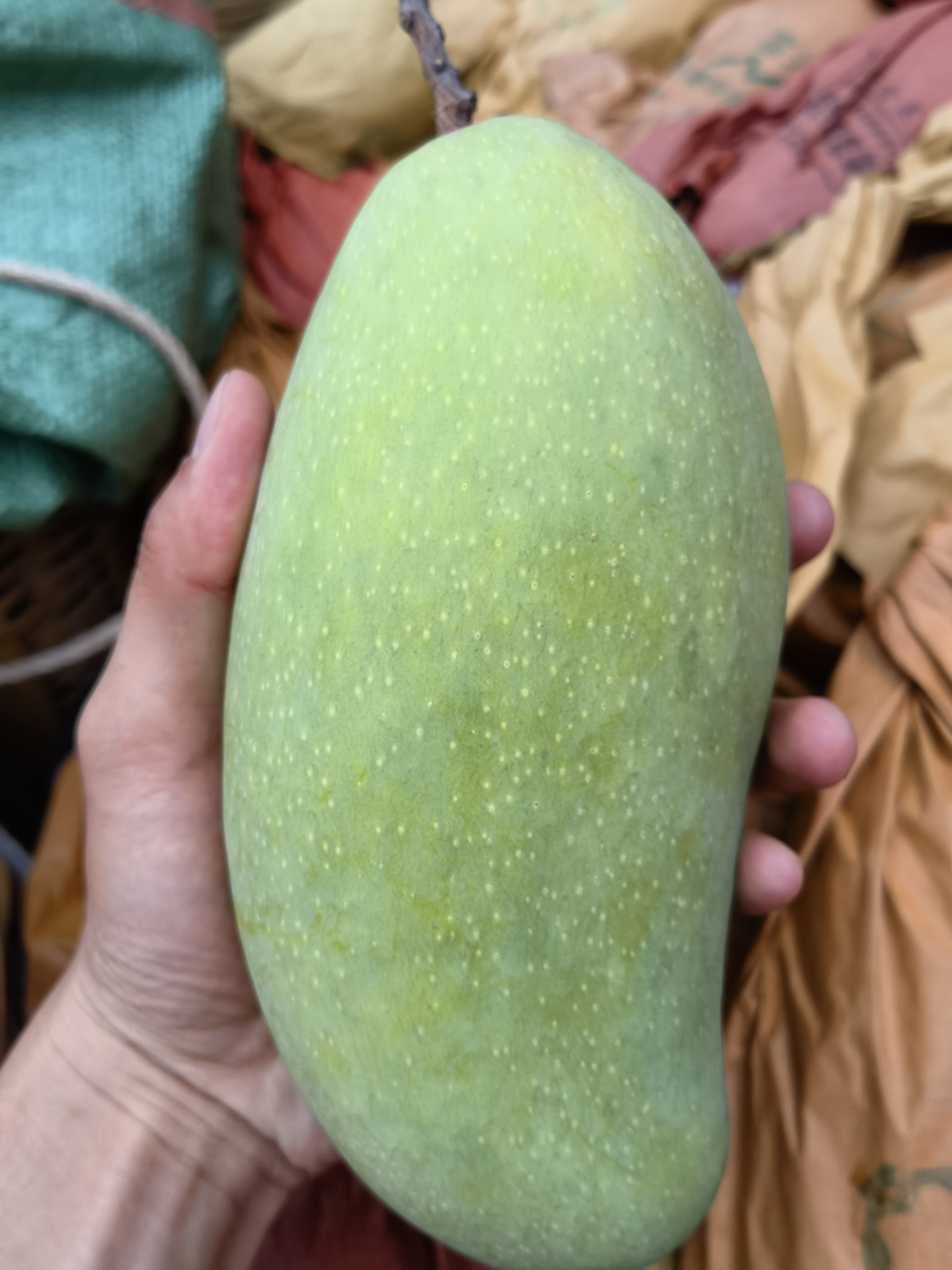 金煌芒