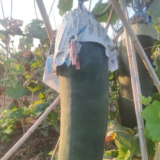 临泉县安徽阜阳 冬瓜种植基地
