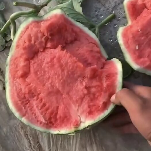 宁夏台农美都西瓜，麒麟西瓜，甜度高，品质好，可对接市场电商