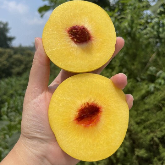 蒙阴县锦绣黄桃黄金蜜桃罐头桃孕妇水果桃