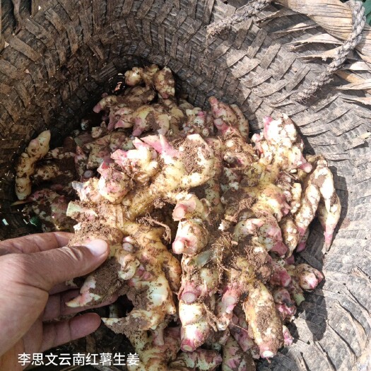 嫩芽姜，姜仔，电商货新鲜生姜云南文山产地生姜