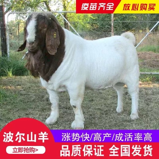 砀山县纯种波尔山羊怀孕母羊种公羊羊羔羊苗大耳朵拱鼻长身腰大体型