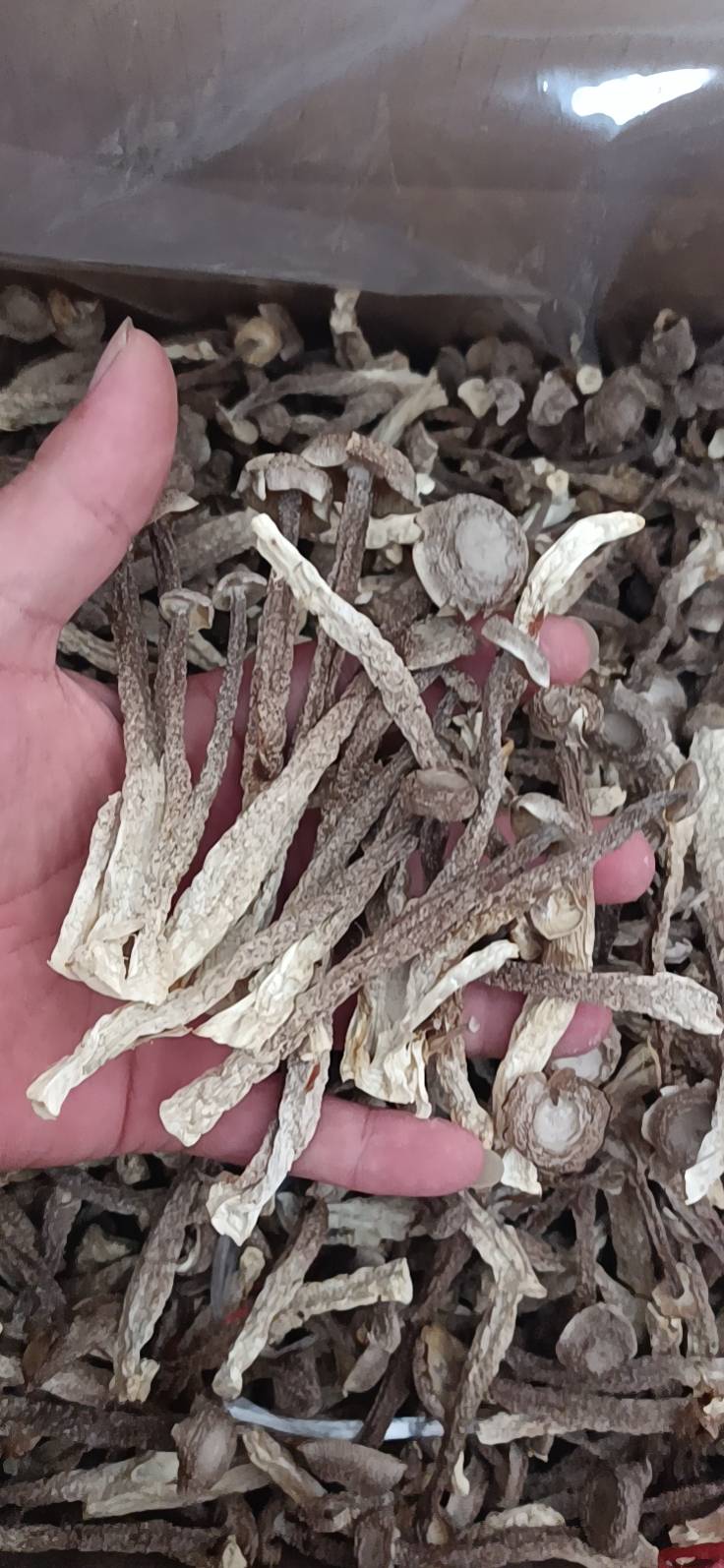 振楠菌業(yè)