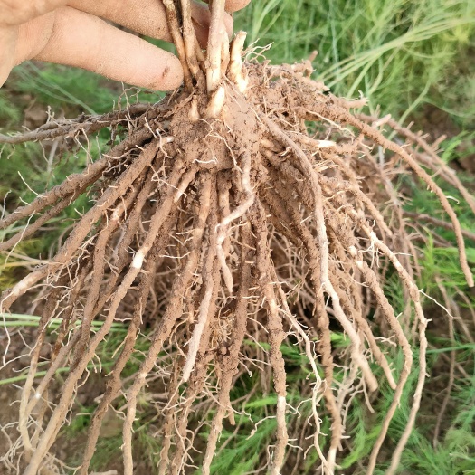 曹县芦笋苗根系发达成活率高