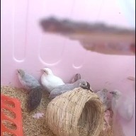 秦皇岛芦丁鸡