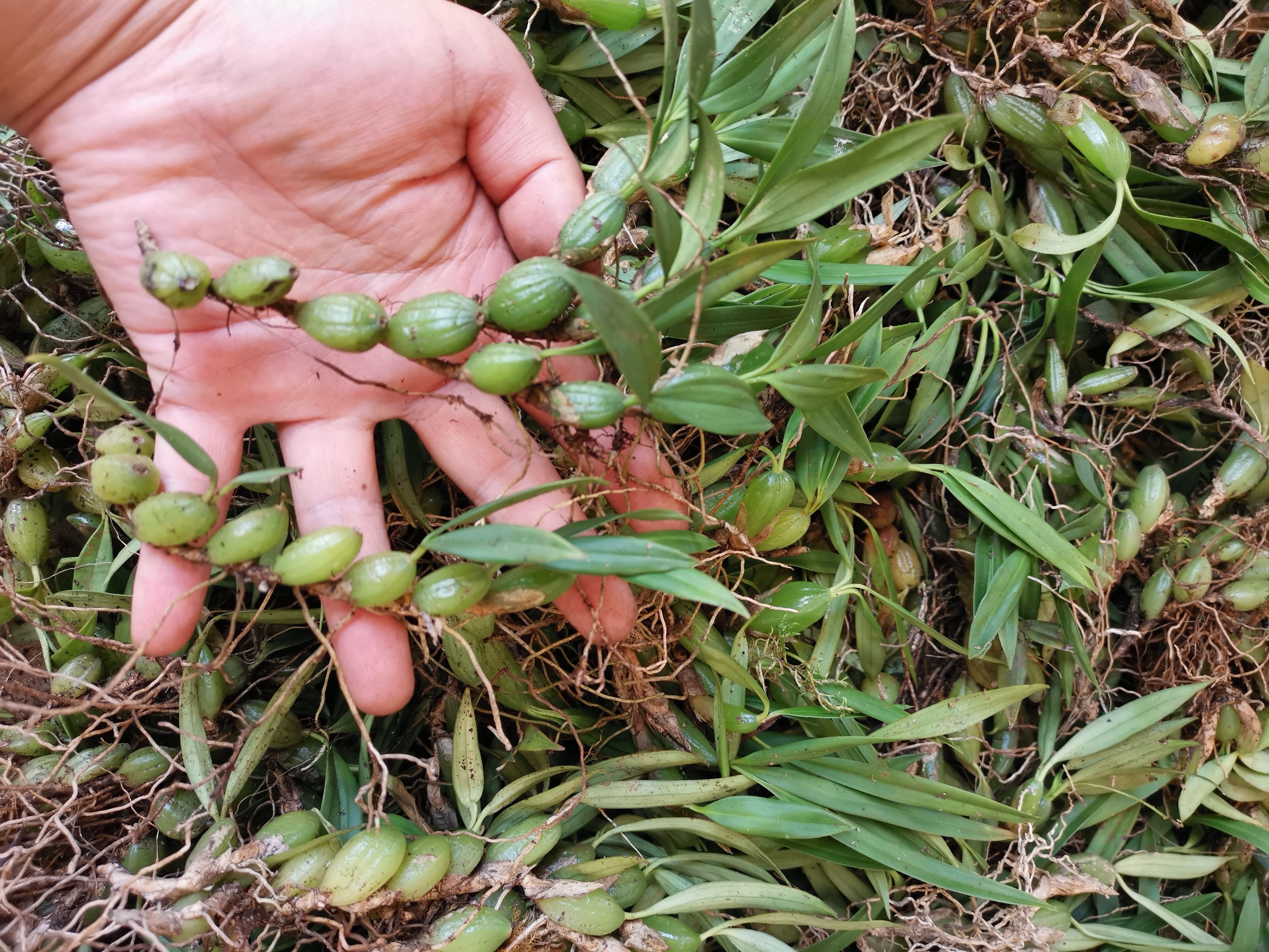 石橄榄 双叶小果 全国包邮