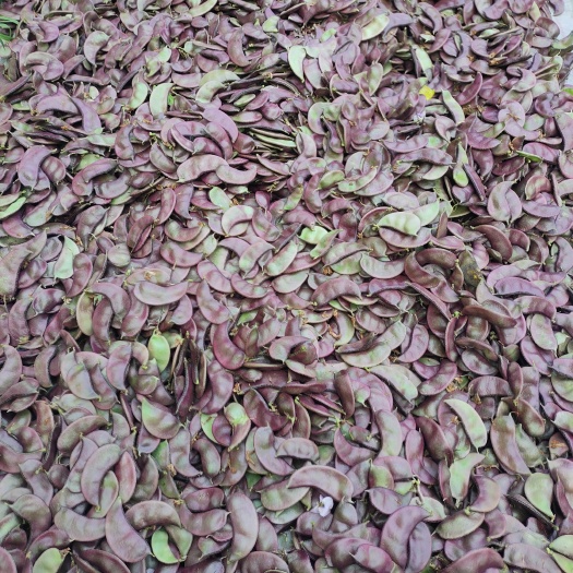 东台市紫扁豆