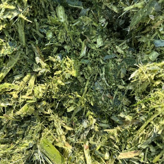 固安县青储草，黄储，甜玉米秸秆