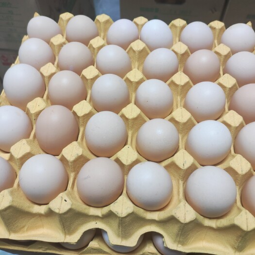 广州鲜鸡蛋