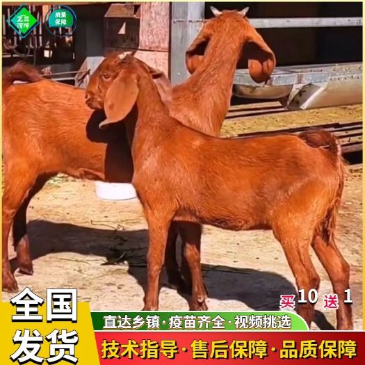 砀山县黄金羊体型大长身腰可长三百多斤