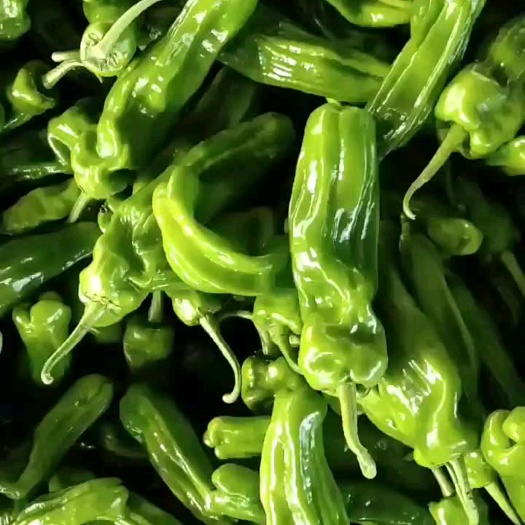 翁牛特旗芜湖椒