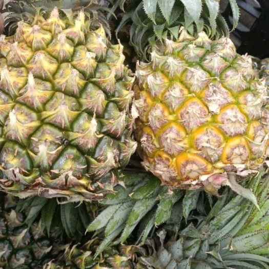 芒市菠萝