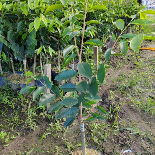 茂名奇楠沉香嫁接苗 1000棵起保底价收包送到家香霸糖结红骨凹身