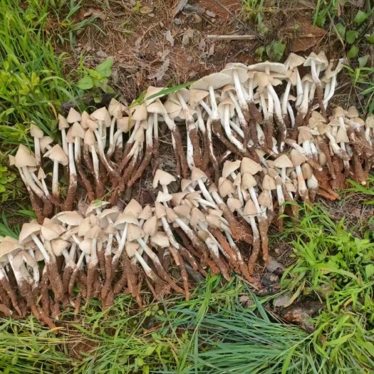 德昌县山鸡枞