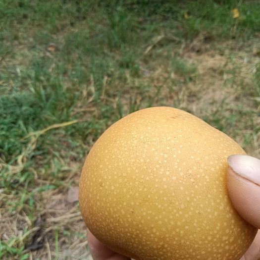 曹县生态梨园