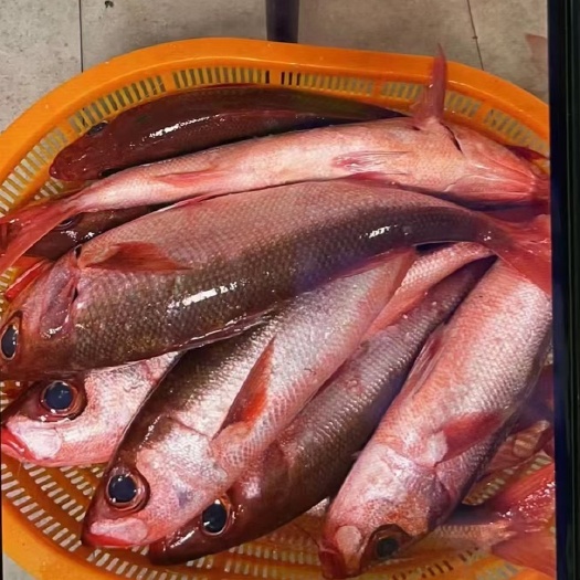 东莞市大量出售海钓刺身级别紫鲷