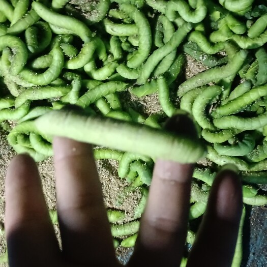 襄城县豆虫/豆丹