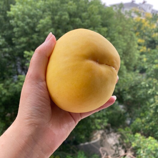 蒙阴县精品锦绣黄桃发货