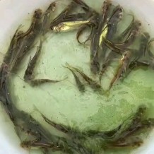 基地直销  黄骨鱼苗  黄辣丁 黄颡鱼 黄蜂鱼苗