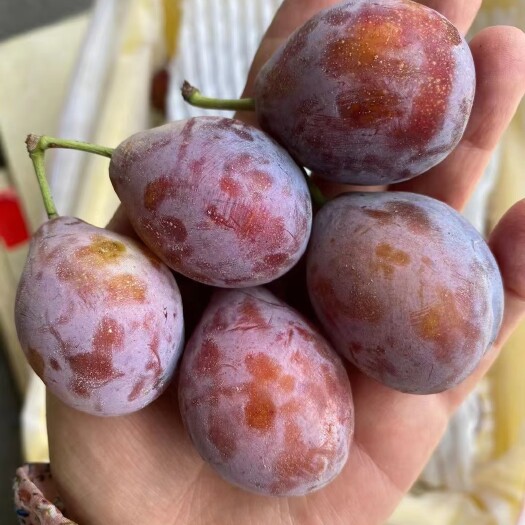 莎车县喀什法兰西梅