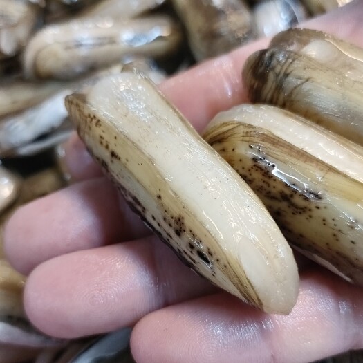东港市丹东蛏子小人仙双头蛏当日海捕量大货源稳定
