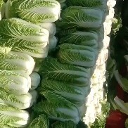 旬邑县咸阳大白菜上市，预订从速