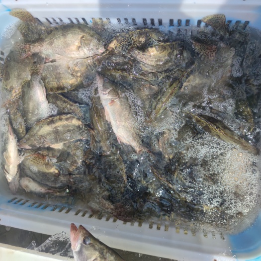 456小桂鱼