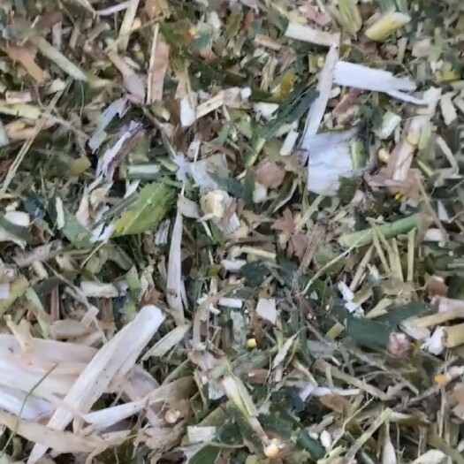 枣阳市玉米秸秆青储
