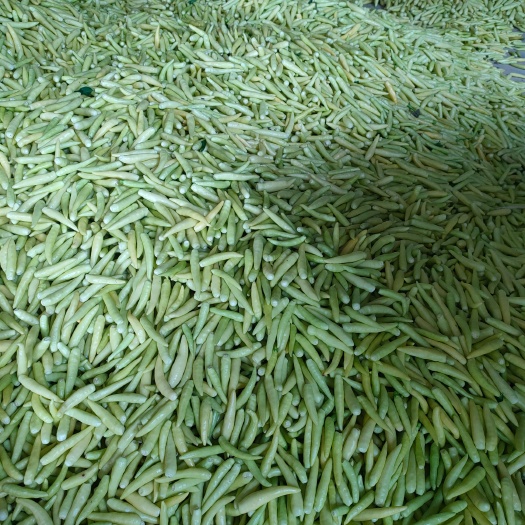 郸城县7月份上市大量供应鲜泡椒，后期供应红泡椒