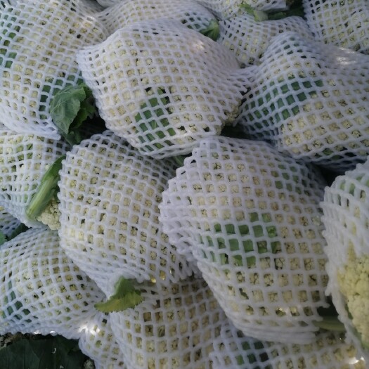 张北县青梗白面散花，精品西兰花，各品种甘蓝，精品菠菜，优质大扁等等