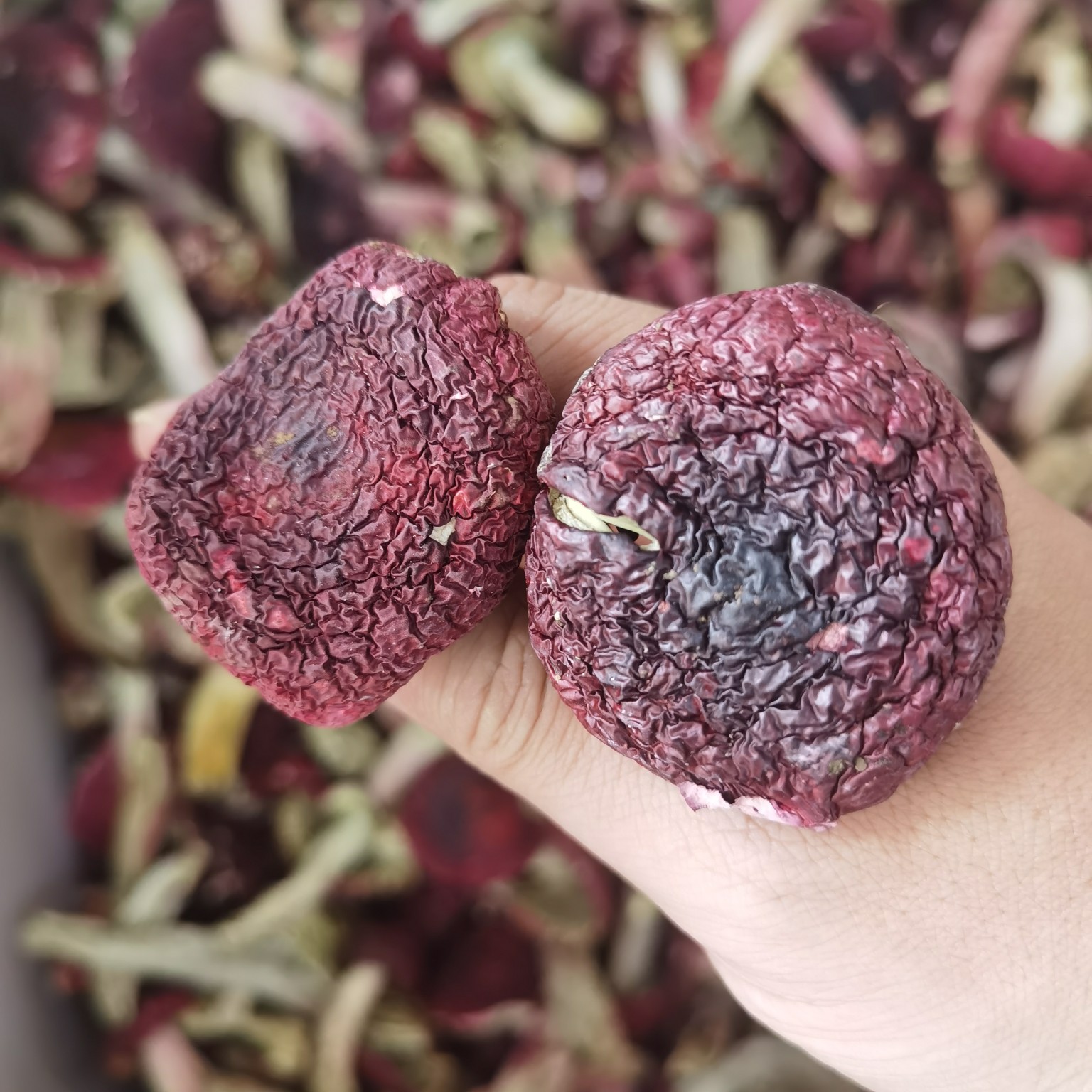红菇 云南普洱大标菇
