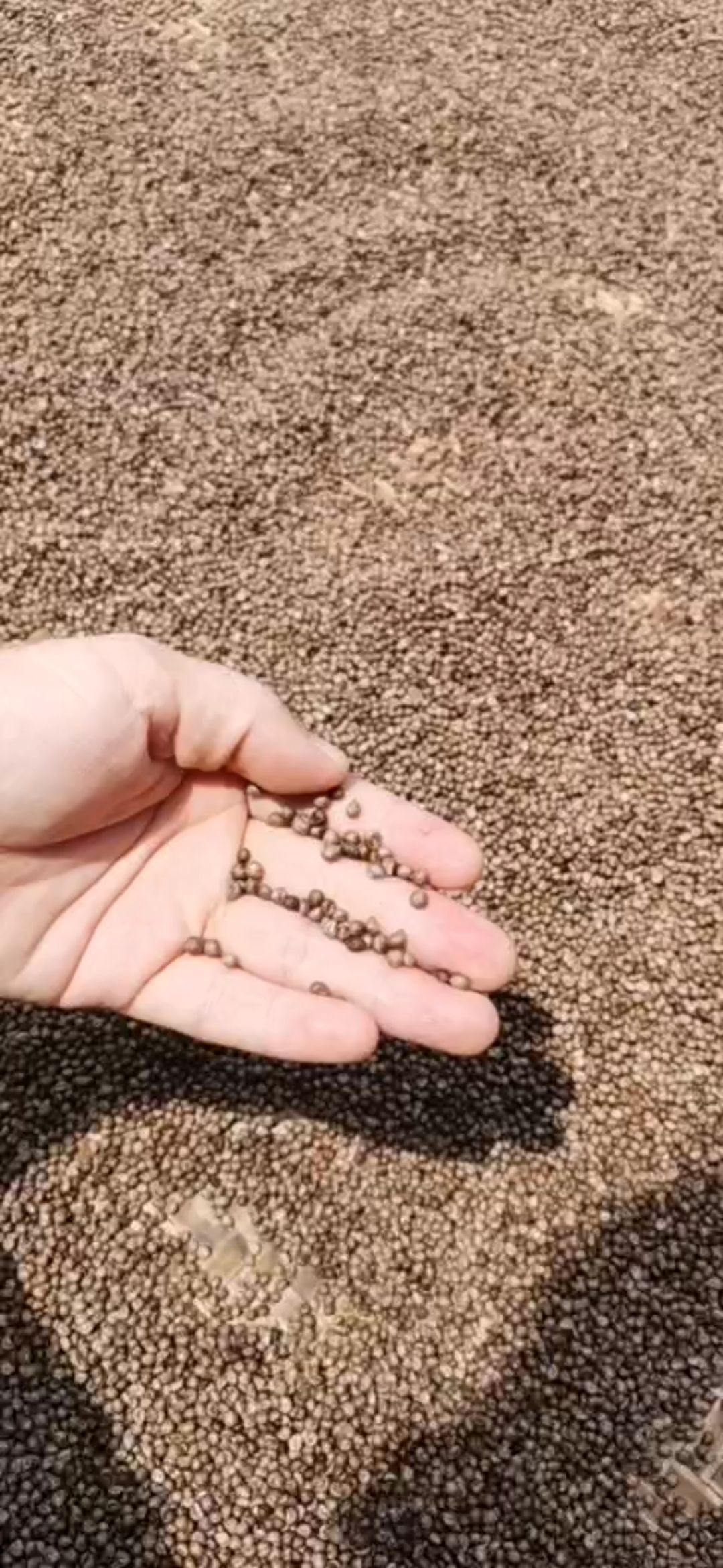 白蔹种子