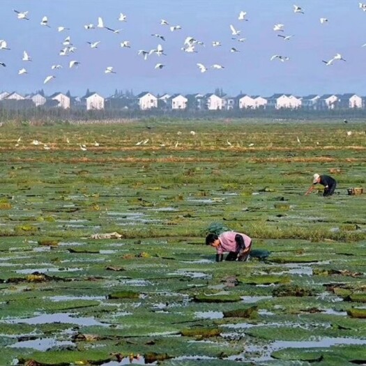 苏州苏州特产鸡头米，水八仙生态园基地，水中人参，营养佳品，鸡头米