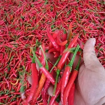 商丘河南产地新苗米椒大量上市