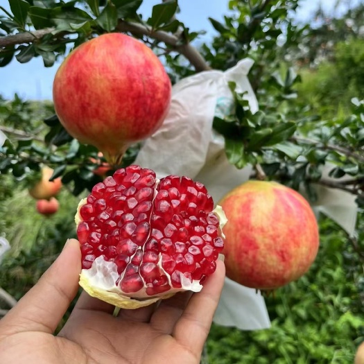 大理市突尼斯软籽石榴