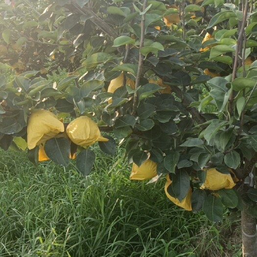 莱阳市莱阳黄金梨